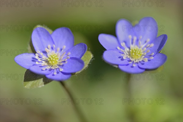 Liverwort (Hepatica nobilis) in bloom, North Rhine-Westphalia, Germany, Europe