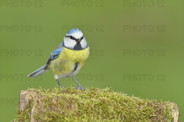 Blue tit (Parus caeruleus), sitting on a moss-covered tree stump, Wilden, North Rhine-Westphalia,