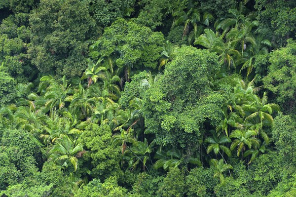 Eucalyptus trees (Eycalyptus), tree, palms, tropics, plant, flora, jungle, nature, Nightcap