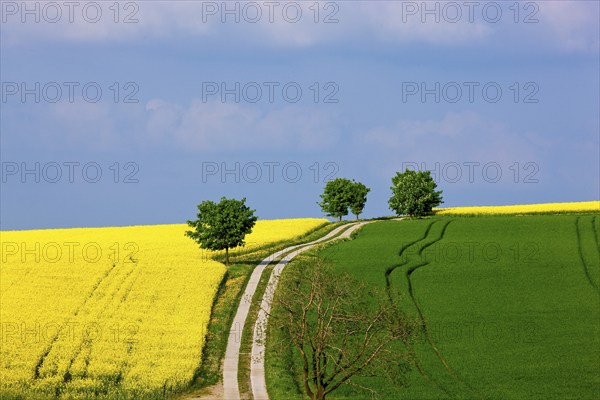 Landscape near Frauenstein
