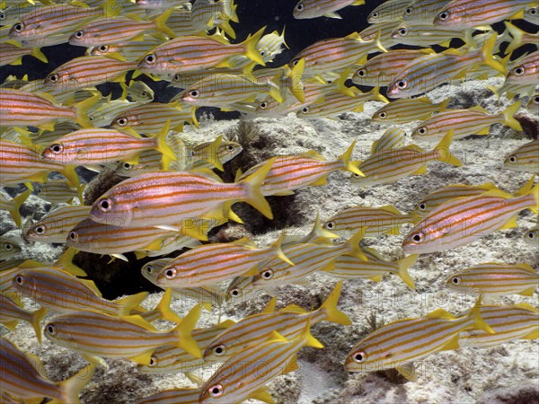 Shoal, group of french grunt (Haemulon flavolineatum), dive site John Pennekamp Coral Reef State