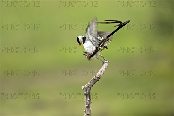 Pintailed Whydahs, pair, mating, Sabie Sand Game Reserve, South Africa (Vidua macroura)