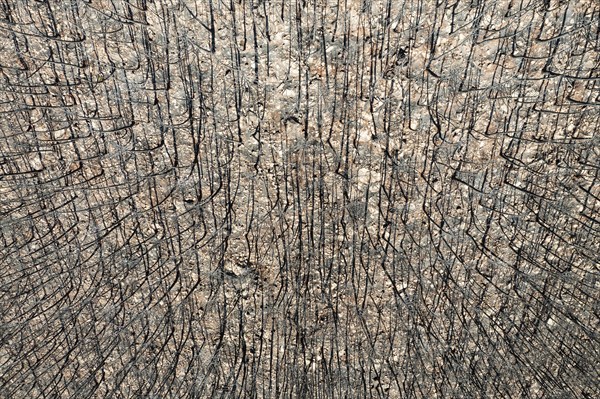 Burned Stone or Umbrella Pines (Pinus pinea) after a forest fire, aerial view, drone shot, Sierra