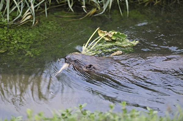Eurasian beaver, european beaver (Castor fiber) swimming in a river with a turnip in its mouth,