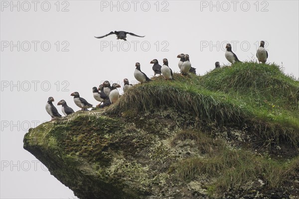 Puffin (Fratercula arctica) sitting on a grassy rock, Heimaey Island, Westman Islands,