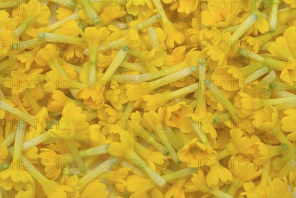 Common cowslip (Primula officinalis), cowslip, apothecary primrose, medicinal plant, flowers