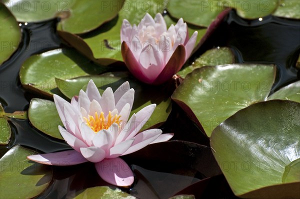 Waterlily, Water Lilies (Nymphaea) in pond