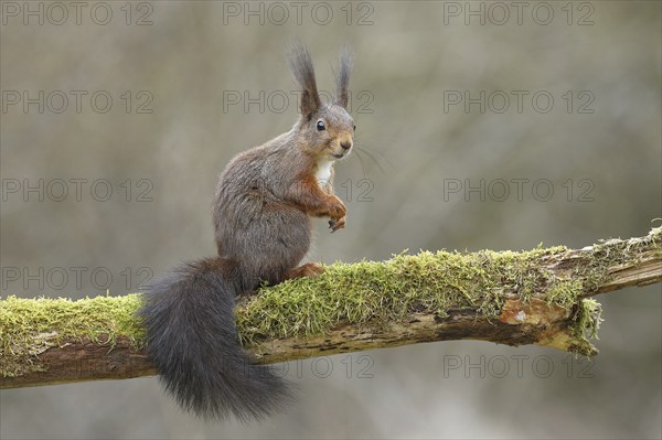 Eurasian red squirrel (Sciurus vulgaris), sitting on dead wood covered with moss, Wilden, North