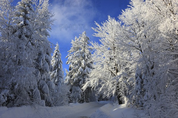 Winter landscape in the Fichtelgebirge, Bayreuth district, Upper Franconia, Bavaria, Germany,
