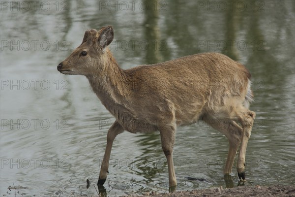 Dybowski deer (Cervus nippon dybowskii), water, bank, captive