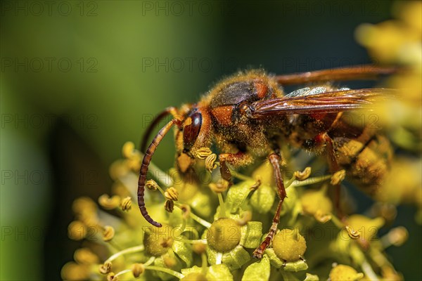European hornet (Vespa crabro), close-up, Lower Austria, Austria, Europe