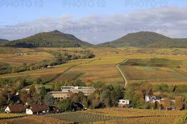 Vineyards in autumnal colours 2022 near Landau in der Pfalz, Southern Wine Route, Palatinate