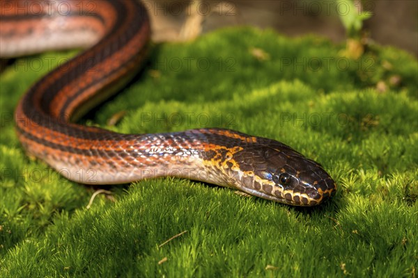 Madagascar Three-striped Ground Snake (Pseudoxyrhopus tritaeniatus), Marojejy National Park,