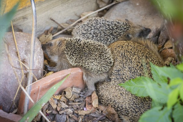 Hedgehog mother with young in the living environment of humans. A near-natural garden is a good
