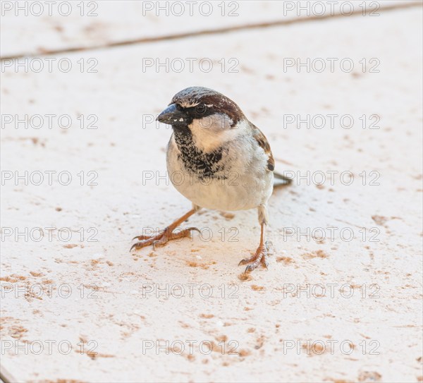 House sparrow (Passer domesticus) or sparrow or house sparrow, male, sitting with legs apart on a