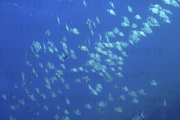 Group, school of common two-banded seabream (Diplodus vulgaris) in the Mediterranean Sea near
