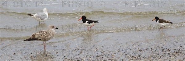 Eurasian oystercatcher (Haematopus ostralegus) and Herring Gulls (Larus michaellis) on the coast,