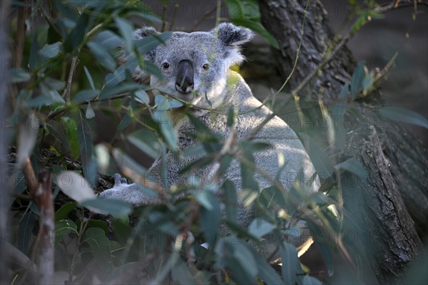 Koala (Phascolarctos cinereus), on tree trunk, captive, Baden-Württemberg, Germany, Europe