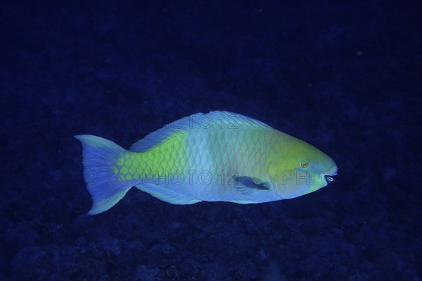 Rusty-naped parrotfish (Scarus ferrugineus), St Johns Caves dive site, Saint Johns Reef, Red Sea,