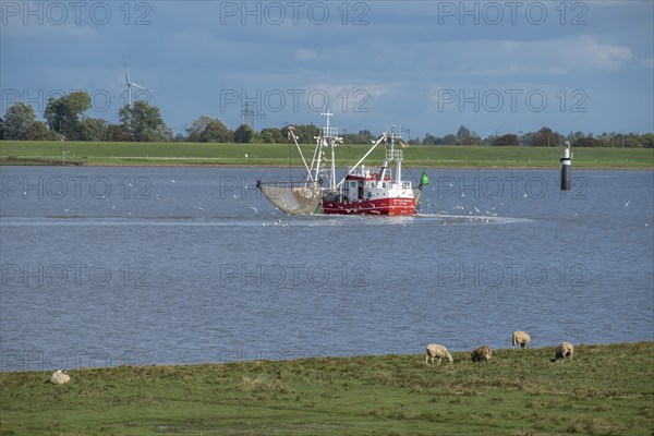 Crab cutter on the river Ems near the fishing village of Ditzum, Rheiderland, East Frisia, Lower