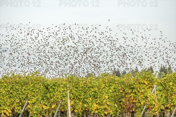 Common (Sturnus vulgaris) starlings fly together, in perfect symbiosis to protect themselves from