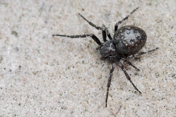 Walnut orb-weaver spider (Nuctenea umbratica), female, North Rhine-Westphalia, Germany, Europe