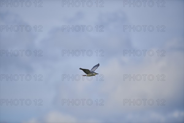 Black-crowned night heron (Nycticorax nycticorax) flying in the sky, Camargue, France, Europe