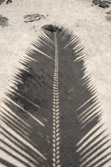 Shade of a palm tree in Pu'uhonua O Honaunau National Historical Park, Big Island, Hawaii, USA,