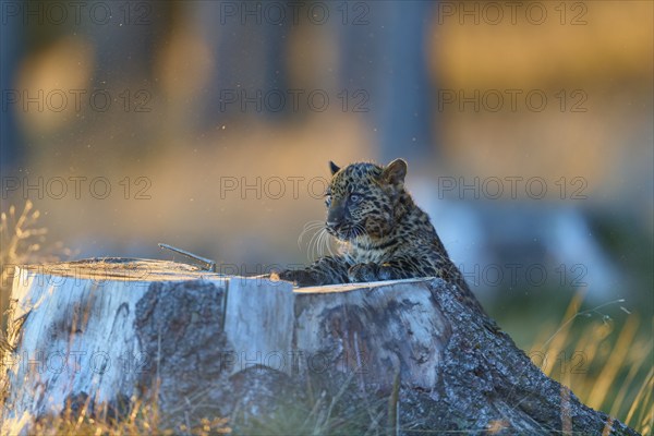 Indian leopard (Panthera pardus fusca), young animal on tree trunk in forest