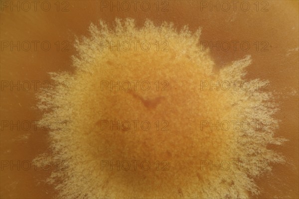 Hat (Kuehneromyces mutabilis) of the sponge mushroom, mushroom hat, Marko, pattern, round,