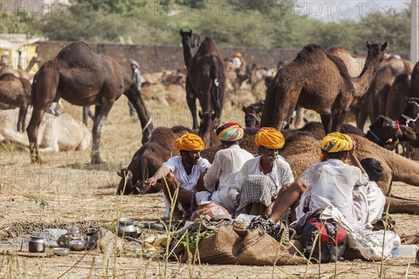 PUSHKAR, INDIA, NOVEMBER 21, 2012: Indian men and camels at Pushkar camel fair (Pushkar Mela),