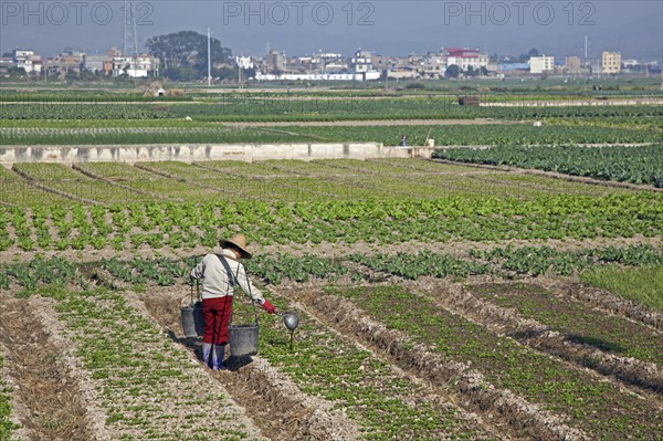 Chinese farmer fertilising crop by pouring out liquid manure from buckets by hand, Yunnan province,