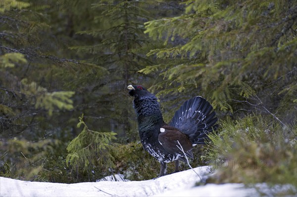 Western Capercaillie (Tetrao urogallus), Wood Grouse, Heather Cock displaying in forest in the snow