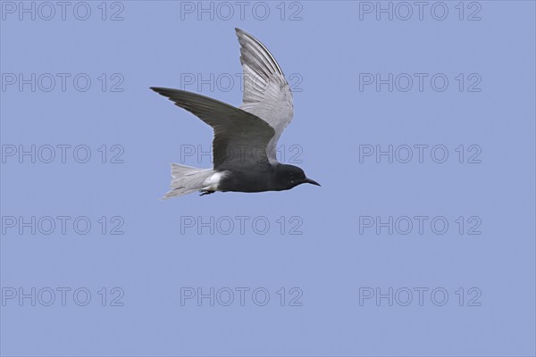 Black tern (Chlidonias niger) in breeding plumage in flight against blue sky
