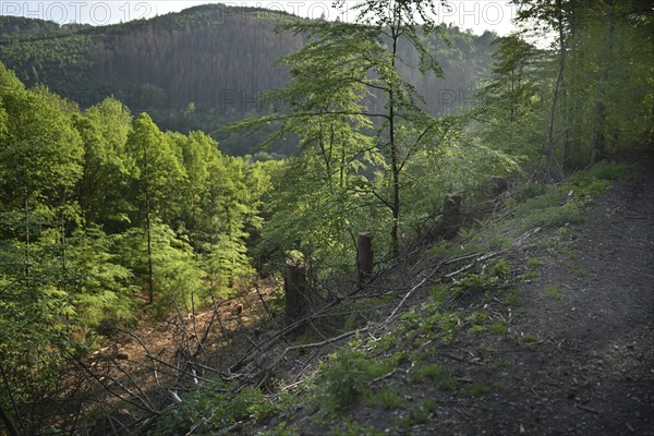 Forest in Sauerland, Germany, Europe