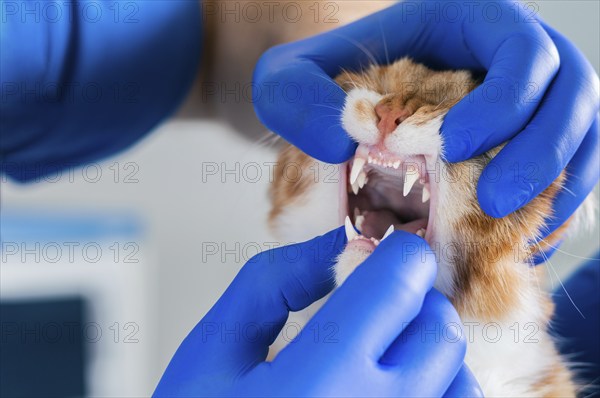 Examination of the cat's mouth and teeth. Veterinary medicine concept. Fat ginger cat.