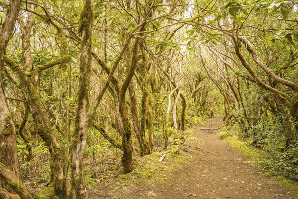 Laurel forest, cloud forest, Anaga Mountains, Tenerife, Canary Islands, Spain, Europe