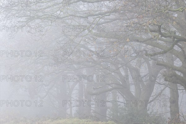 English oaks (Quercus robur) in Nebel, Emsland, Lower Saxony, Germany, Europe