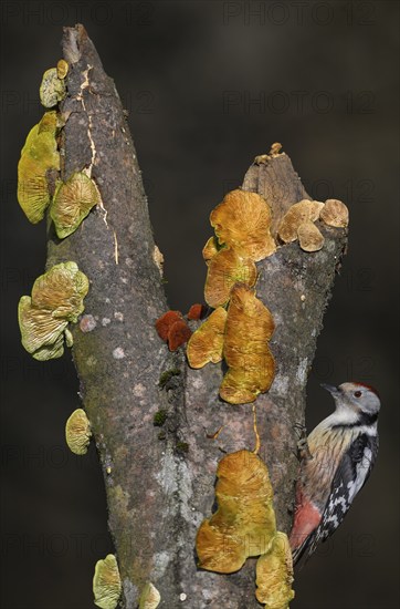 Middle Spotted Woodpecker (Leiopicus medius), on a tree trunk covered with mushrooms, beech,