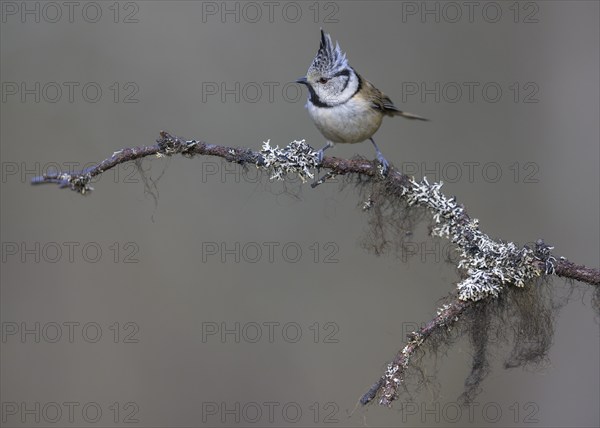 Crested Tit (Lophophanes cristatus), on a branch covered with bearded lichen, Biosphere Reserve,