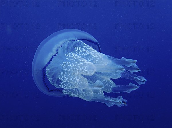 Barrel jellyfish (Rhizostoma pulmo) in front of a monochrome blue background, detachable, dive site