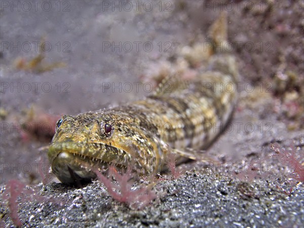 Lizardfish (Synodus saurus), dive site Malpique, La Palma, Canary Islands, Spain, Atlantic Ocean,