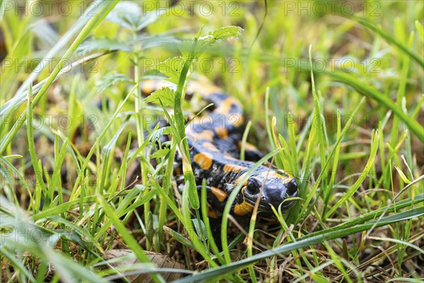 Fire salamander (Salamandra salamandra), Bavaria, Germany, Europe