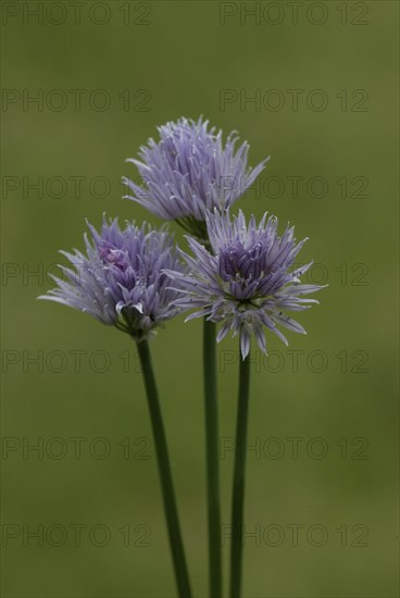 Blooming Chives (Allium schoenoprasum)