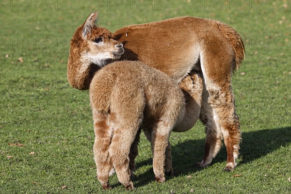 Alpacas (Vicugna pacos), mare suckling foal, Germany, Europe