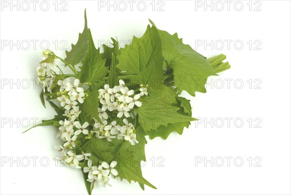 Garlic rue, garlic rue, medicinal plant, seasoning plant, spice, herb, wild plant, medicinal use,