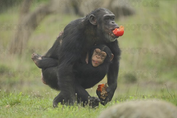 Common chimpanzee (Pan troglodytes), mother, young, carry, protect, sheltered, food, mouth, two,