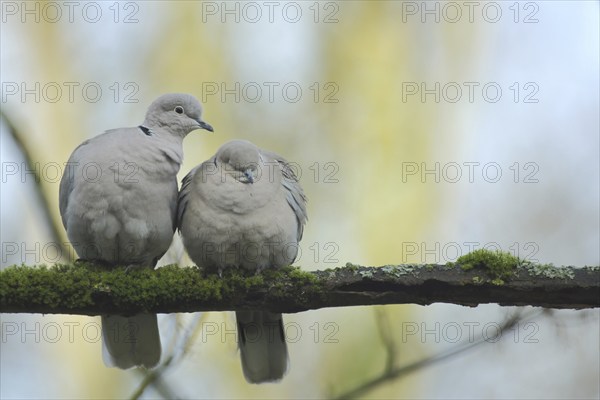A pair of eurasian collared dove (Streptopelia decaocto) during courtship in Bad Schönborn,