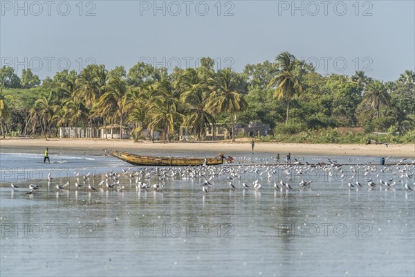 A flock of seagulls on the beach of Sanyang, Gambia, West Africa, Africa