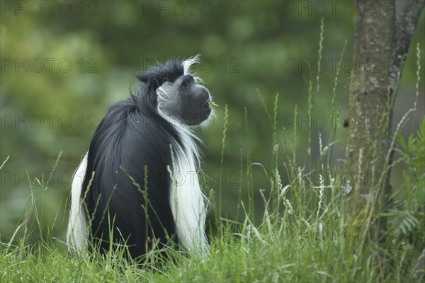 Tanzania stubby monkey (Colobus angolensis palliates), sit, eat, rear, Peters Angola-Guereza,